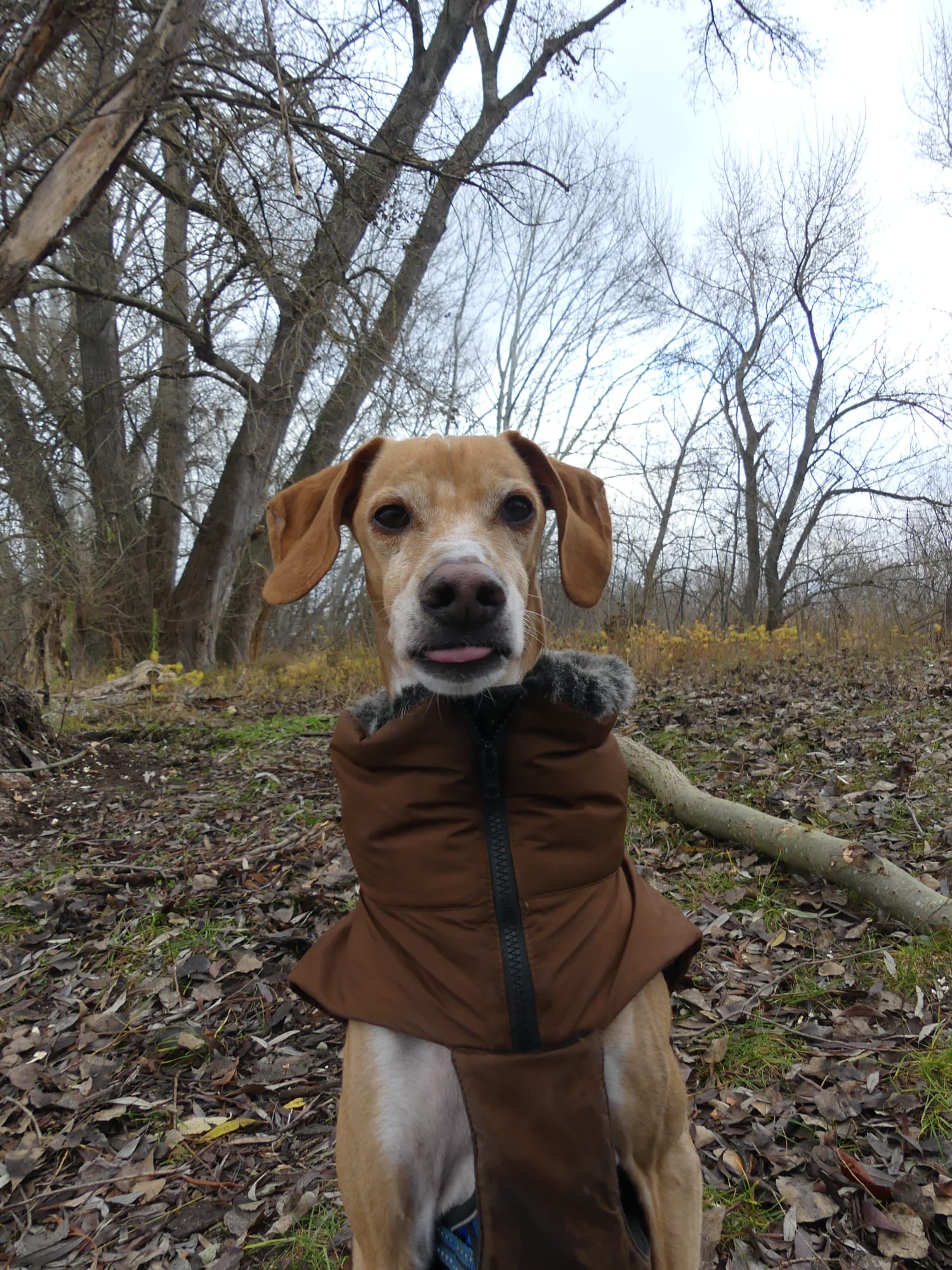 Emilio – Loyal Adventure Companion of Der Bruce