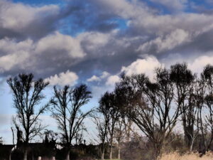 Bewölkter Himmel und Bäume