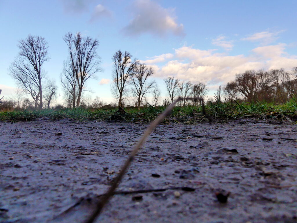 Reihe von Bäumen mit kahlen Ästen vor einem klaren blauen Himmel und einigen Wolken.