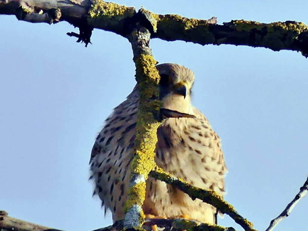 Ein Falke sitzt auf einem Ast, umgeben von Moos und Ästen, mit einem klaren Himmel im Hintergrund.