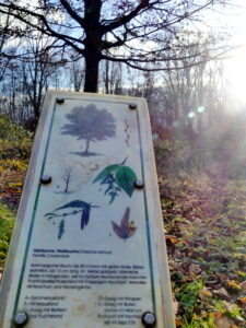 Infotafel vor Baum