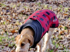 Ginger ist am erkunden