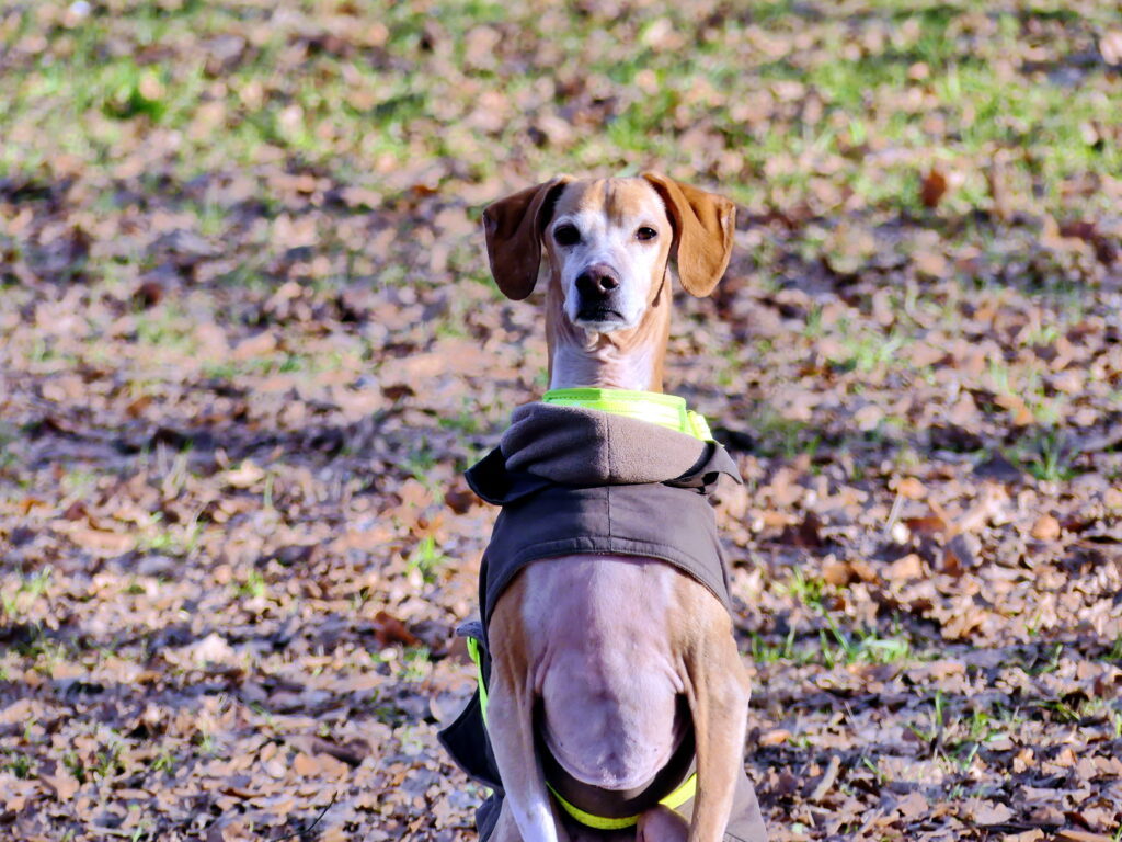 älterer Hund im Park – Symbol für Achtsamkeit mit altem Hund