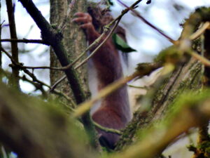 Eichhörnchen klettert am Baum hinauf