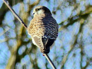 Bussard sitzt auf einem Astu und schaut Neugierig