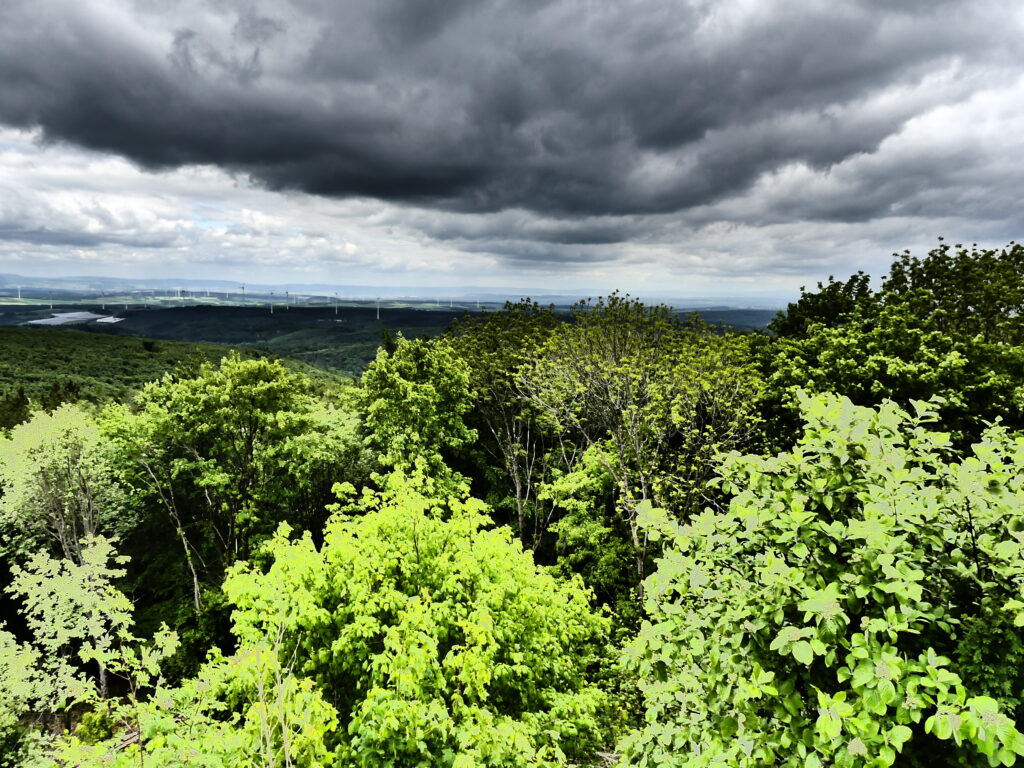 Blick über die Pfalz: grüner Wald mit Windrädern in der Ferne unter wolkenverhangenem Himmel vor einer weiten Landschaft
