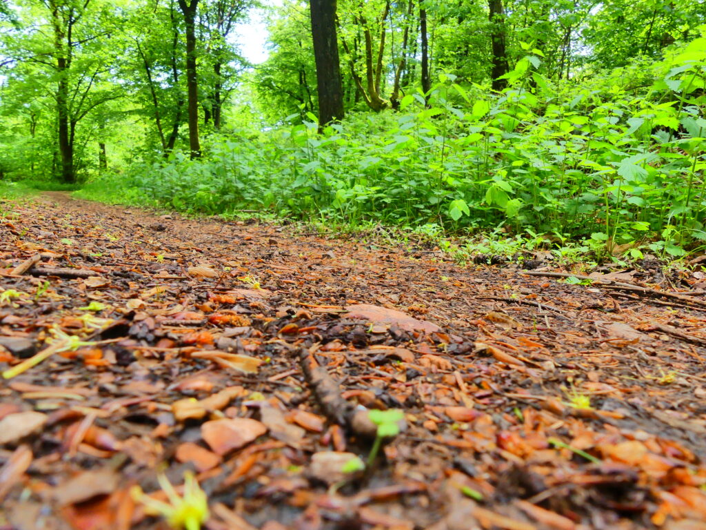 Waldweg im grünen Laubwald mit Moos und Steinen am Boden – eine stille Spur zum Donnersberg in der Pfalz.